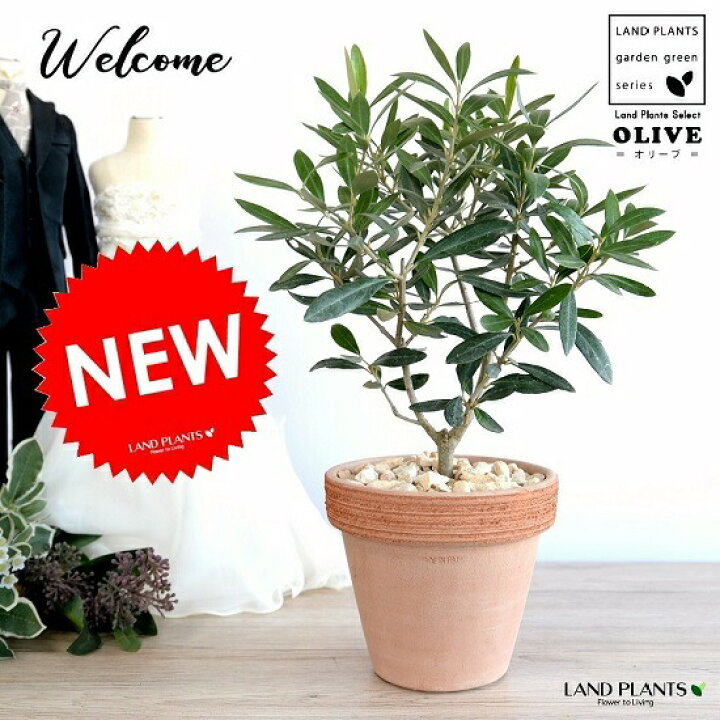 楽天市場 オリーブ イタリアン テラコッタ オレンジ 素焼鉢 植木鉢 オリーブの木 苗 苗木 鉢 植木 観葉植物 送料無料 庭木 挙式用 結婚式 ランドプランツ