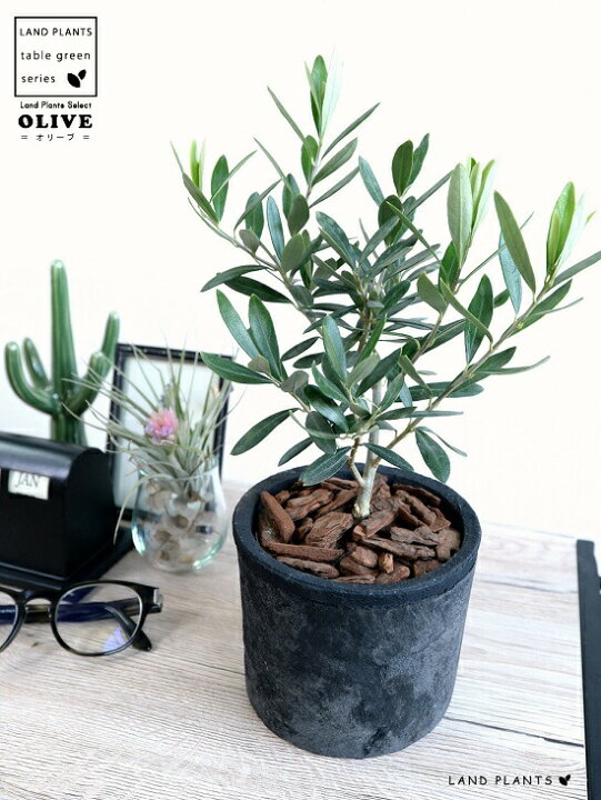 楽天市場 オリーブの木 茶色 モスポット シリンダー型 テラコッタ バークチップ 植木鉢 オリーブ 苗 苗木 鉢 植木 素焼 観葉植物 庭木 挙式用 結婚式 送料無料 茶 ブラウン オレンジ 丸 ラウンド ランドプランツ