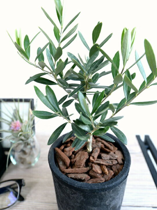 楽天市場 オリーブの木 茶色 モスポット シリンダー型 テラコッタ バークチップ 植木鉢 オリーブ 苗 苗木 鉢 植木 素焼 観葉植物 庭木 挙式用 結婚式 送料無料 茶 ブラウン オレンジ 丸 ラウンド ランドプランツ