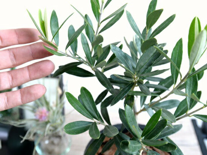 楽天市場 オリーブの木 茶色 モスポット シリンダー型 テラコッタ バークチップ 植木鉢 オリーブ 苗 苗木 鉢 植木 素焼 観葉植物 庭木 挙式用 結婚式 送料無料 茶 ブラウン オレンジ 丸 ラウンド ランドプランツ