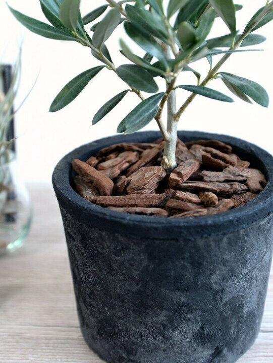 楽天市場 オリーブの木 茶色 モスポット シリンダー型 テラコッタ バークチップ 植木鉢 オリーブ 苗 苗木 鉢 植木 素焼 観葉植物 庭木 挙式用 結婚式 送料無料 茶 ブラウン オレンジ 丸 ラウンド ランドプランツ