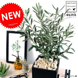 植木 盆栽 植木鉢 角の人気商品 通販 価格比較 価格 Com 植木 盆栽 植木鉢 角の人気商品 通販 価格比較 価格 Com