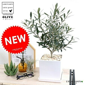 植木 盆栽 植木鉢 角の人気商品 通販 価格比較 価格 Com 植木 盆栽 植木鉢 角の人気商品 通販 価格比較 価格 Com