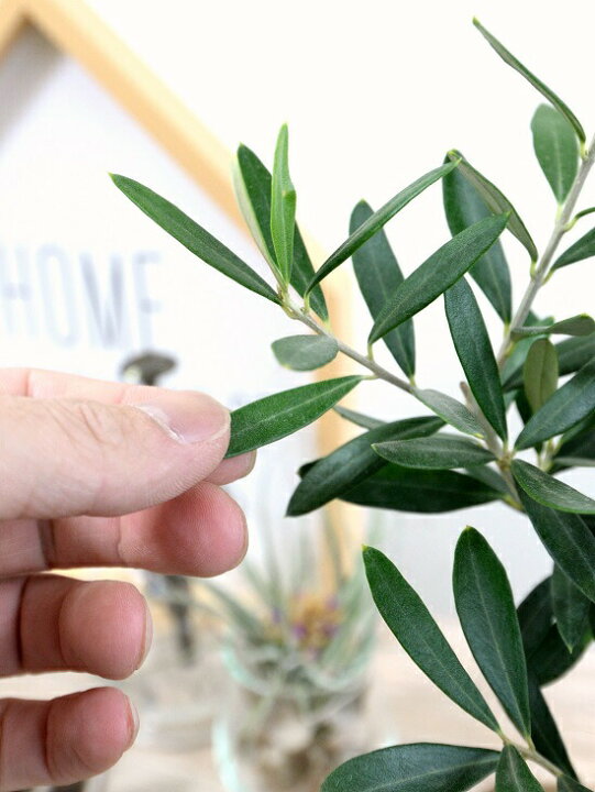 楽天市場 オリーブ 茶色 スクエア型 バナナリーフ 鉢カバー オリーブの木 苗 苗木 鉢 植木 バスケット かご 籠 観葉植物 庭木 挙式用 結婚式 茶 ブラウン こげ茶 角 四角 ランドプランツ