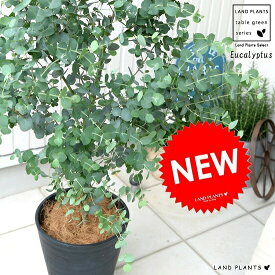 楽天市場 植木 種類 植物 ユーカリ ガーデニング 農業 花 ガーデン Diy の通販