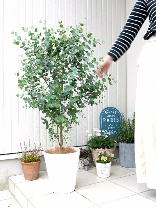 楽天市場】ユーカリ・グニー 白色 セラアート 8号 鉢植え 大型 