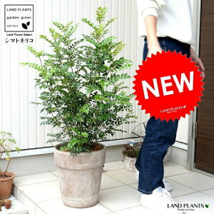 シマトネリコ(株立ち) イタリアン テラコッタ鉢 株立ち 素焼 陶器鉢 鉢 茶色 茶 こげ茶 ベージュ 苗 苗木 大型 8号 観葉植物 送料無料 オシャレ 新築祝い 開店祝い