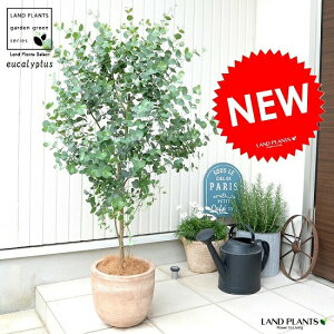 玄関 鉢植え 木 観葉植物の人気商品 通販 価格比較 価格 Com