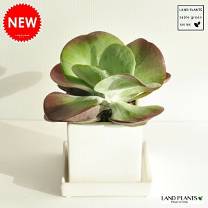 y A z@fU[g[Y@FXNGA픫ɐA@JRGEeBVt[@hV̓@|Cg@ϗtA