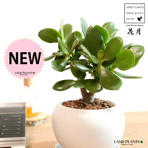 JlmiLiԌFJQcj F ی^ 픫 ynChEMz zCg NbX |cPA A   ̂Ȃ t`xjxPC gٌc   Aؔ 