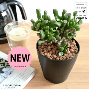 yz JlmiLiS[FF̖؁j 4 F vX`bN ynChẑȂ Ԍ A   F̎ NbX xPC\E Aؔ  c c  u