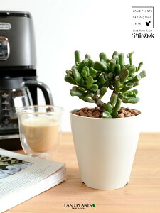 yz JlmiLiS[FF̖؁j 4 F vX`bN ynChẑȂ Ԍ A   F̎ NbX xPC\E Aؔ  c c  z