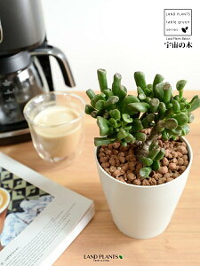 yz JlmiLiS[FF̖؁j 4 F vX`bN ynChẑȂ Ԍ A   F̎ NbX xPC\E Aؔ  c c  z