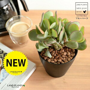 yz JlmiLiu[o[hj 4 F vX`bN ynChẑȂ Ԍ A   ɂԌ NbXu[o[h NbX xPC\E A