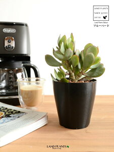 yz JlmiLiu[o[hj 4 F vX`bN ynChẑȂ Ԍ A   ɂԌ NbXu[o[h NbX xPC\E A