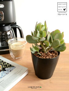 yz JlmiLiu[o[hj 4 F vX`bN ynChẑȂ Ԍ A   ɂԌ NbXu[o[h NbX xPC\E A