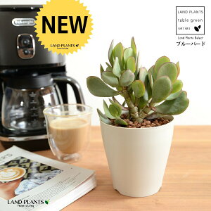 yz JlmiLiu[o[hj 4 F vX`bN ynChẑȂ Ԍ A   ɂԌ NbXu[o[h NbX xPC\E A