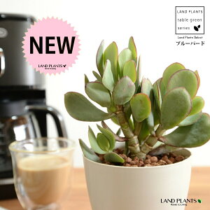 yz JlmiLiu[o[hj 4 F vX`bN ynChẑȂ Ԍ A   ɂԌ NbXu[o[h NbX xPC\E A