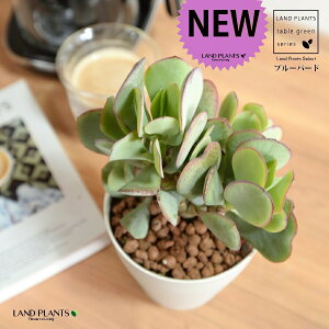 yz JlmiLiu[o[hj 4 F vX`bN ynChẑȂ Ԍ A   ɂԌ NbXu[o[h NbX xPC\E A