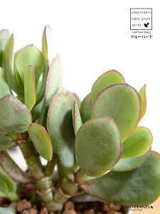 yz JlmiLiu[o[hj 4 F vX`bN ynChẑȂ Ԍ A   ɂԌ NbXu[o[h NbX xPC\E A