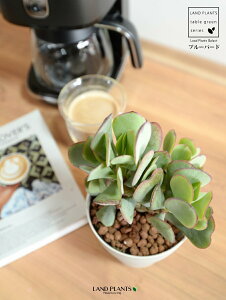 yz JlmiLiu[o[hj 4 F vX`bN ynChẑȂ Ԍ A   ɂԌ NbXu[o[h NbX xPC\E A