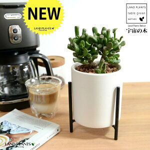 yz JlmiLiS[FF̖؁j F ACAX^ht 픫 STCY ynChEACAX^hz ̂Ȃ Ԍ A   F̎ NbX 