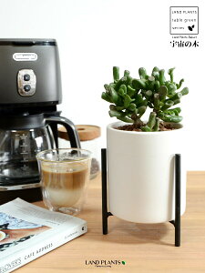 yz JlmiLiS[FF̖؁j F ACAX^ht 픫 STCY ynChEACAX^hz ̂Ȃ Ԍ A   F̎ NbX 