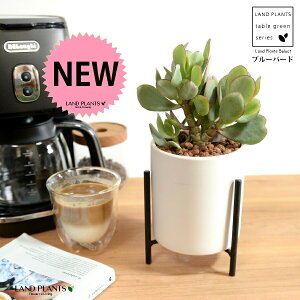 JlmiLiu[o[hj F ACAX^ht 픫 STCY ynChEACAX^hz A   ɂԌ NbXu[o[h NbX xPC