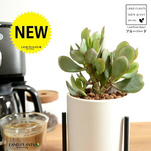 JlmiLiu[o[hj F ACAX^ht 픫 STCY ynChEACAX^hz A   ɂԌ NbXu[o[h NbX xPC