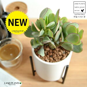 JlmiLiu[o[hj F ACAX^ht 픫 STCY ynChEACAX^hz A   ɂԌ NbXu[o[h NbX xPC