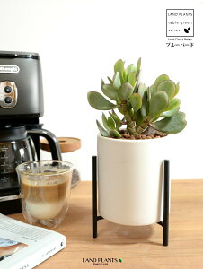 JlmiLiu[o[hj F ACAX^ht 픫 STCY ynChEACAX^hz A   ɂԌ NbXu[o[h NbX xPC