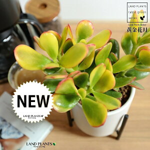 JlmiLiԌj F ACAX^ht 픫 STCY ynChEACAX^hz A   IESJQc JlmiL JQc NbX xPC\