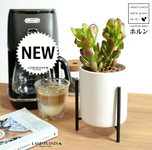 JlmiLizj F ACAX^ht 픫 STCY ynChEACAX^hz A   F̎ NbX xPC\E NbX xPC\E A