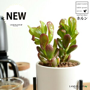 JlmiLizj F ACAX^ht 픫 STCY ynChEACAX^hz A   F̎ NbX xPC\E NbX xPC\E A