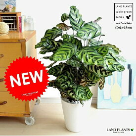 楽天市場 観葉植物 種類 植物 カラテア マコヤナ 高さ 植物 70cm 花 観葉植物 花 ガーデン Diy の通販