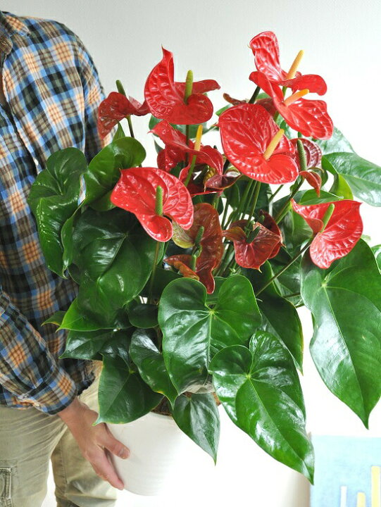 楽天市場 New アンスリューム 白セラアート鉢植え 真赤な花付き観葉植物 アンスリウム アンス ギフト 敬老の日 ポイント消化 観葉植物 ランドプランツ 楽天市場 New アンスリューム 白セラアート鉢植え 真赤な花付き観葉植物 アンスリウム アンス ギフト 敬老の日 ポイント消化 観葉植物 ランドプランツ