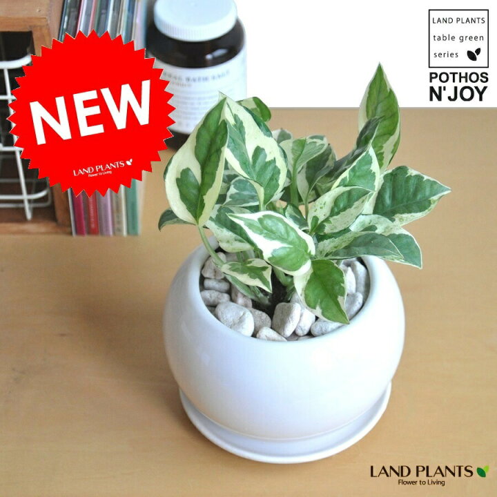 楽天市場 ポトス エンジョイ 白色 丸型 陶器鉢 鉢植え 鉢 陶器 苗 苗木 観葉植物 オウゴンカズラ 白 ホワイト 丸 ラウンド ボール 送料無料 ポトスエンジョイ 斑入り ランドプランツ