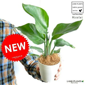 観葉植物 オーガスタの人気商品 通販 価格比較 価格 Com