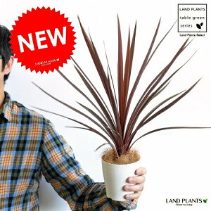 yz RfBl ibhX^[j F vX`bN 4 CfBrTEԃhZiERWlEJ[[tEp[v^[@AJhZiEE[cEoRjX