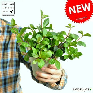 観葉植物 ペペロミア 4号の人気商品 通販 価格比較 価格 Com