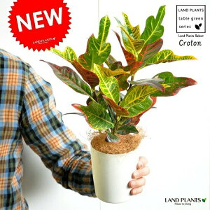観葉植物 クロトン Diy 工具の人気商品 通販 価格比較 価格 Com