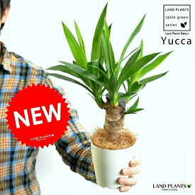 【お試し】 青年の樹 ドラセナ（ユッカ） 4号 白色 プラスチック鉢 観葉植物の代表です♪　ギフトに最適ITEMを♪　リュウゼツラン　ドラセナユッカ【父の日ギフト】　敬老の日　ポイント消化　観葉植物