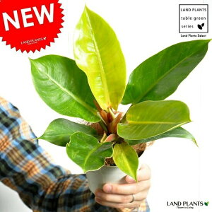 yz tBfhiCyAS[hj 4 F vX`bN ΐF̔t@MtgɍœKITEM@Philodendrony̓Mtgz@hV̓@|Cg@ϗtA