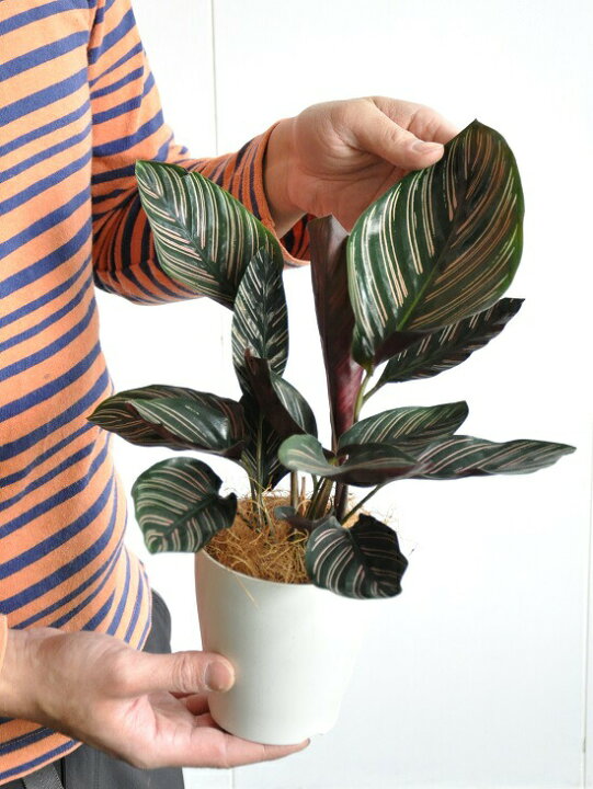 カラテア サンデリアーナ 白色プラスチック クズウコン オルナータ 観葉植物 Calathea 敬老の日 ポイント消化 4号