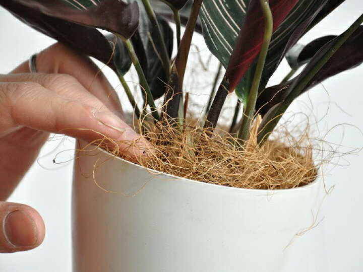 カラテア サンデリアーナ 白色プラスチック クズウコン オルナータ 観葉植物 Calathea 敬老の日 ポイント消化 4号
