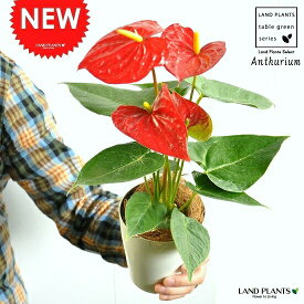 【お試し】 アンスリューム（赤花） 4号 白色 プラスチック鉢 アンスリウム アンス ギフト　父の日ギフト　オオベニウチワ　敬老の日　ポイント消化　観葉植物
