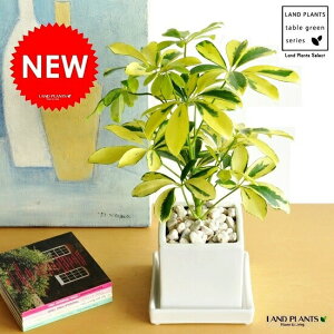 VFtiFoGK[^j F L[u^ 픫 STCY J|bNEE픫EEXNGAElpEzCg