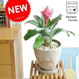 NEW!!　エクメア・ファッシアータ　茶色エッグポット植えた　シマサンゴアナナス　Aechmea Faciata　エクメアファッシアータ　パイナップル　敬老の日　ポイント消化　観葉植物