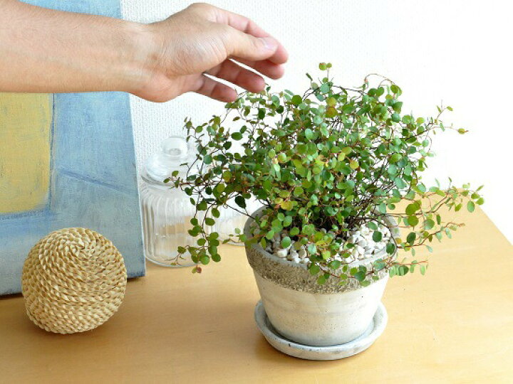 楽天市場 ワイヤープランツ 石模様のセメントポット Mサイズ 陶器鉢 つる性の植物 ワイヤーバイン ミューレンベッキア ワイヤーバイン ワイヤープラント 敬老の日 ポイント消化 観葉植物 ランドプランツ