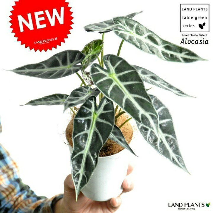 楽天市場 お試し アロカシア バンビーノ 白色 プラスチック鉢 4号 アローカシアalocasia 芋 サトイモ 出世芋 アジアングリーン トトロ 傘 食わず芋 敬老の日 ポイント消化 観葉植物 ランドプランツ 楽天市場 お試し アロカシア バンビーノ 白色 プラスチック鉢 4号 アローカシアalocasia 芋 サトイモ 出世芋 アジアングリーン トトロ 傘 食わず芋 敬老の日 ポイント消化 観葉植物 ランドプランツ